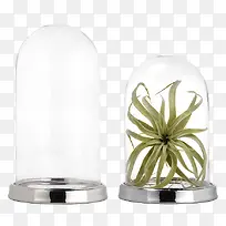 西洋玻璃罩住的植物微景观