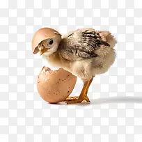 蛋壳里的小鸡