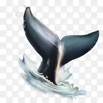 海豚的尾巴