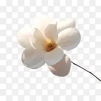 玉兰花白色玉兰花中国风素材漂浮