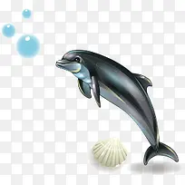 矢量贝壳海豚