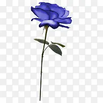 一朵蓝紫色的花