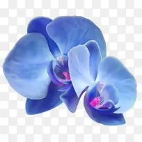 蓝紫花瓣