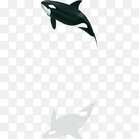 跳跃的海豚鲸鱼