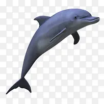 跳跃造型鲸鱼海洋生物