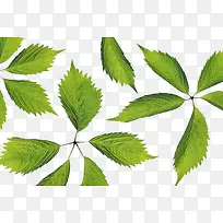 常春藤草药