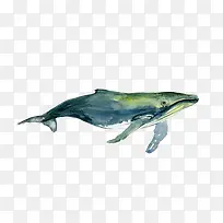 手绘水彩座头鲸海洋生物插画免抠