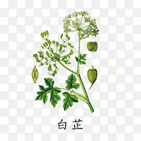 绿色白芷