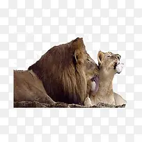 老虎与狮子