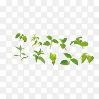 矢量树叶草药