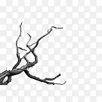 树枝枯枝伸向不同方向的树枝