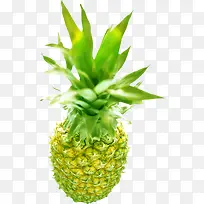 夏日植物水果菠萝头