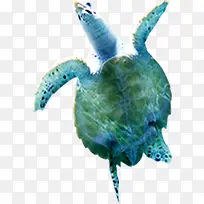 海龟海洋生物夏日素材