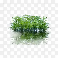 绿植水草