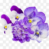 紫色碎花文艺春季花朵