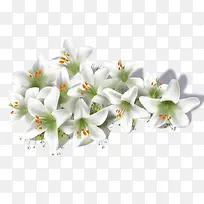 一丛白色百合花