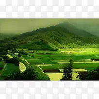 绿色山地田地水稻
