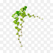 爬山虎