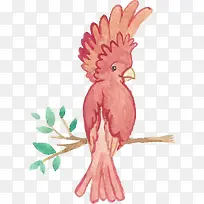 水彩动物粉色鹦鹉