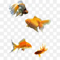 四条金鱼