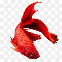 红色龙鱼