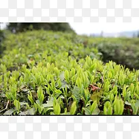 绿色茶园春色采茶