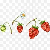 手绘花朵草莓图案