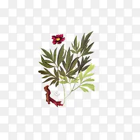 赤芍