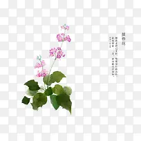 手绘花卉