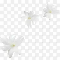 花卉