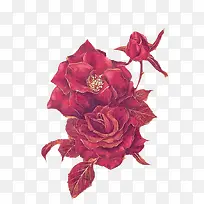 红色玫瑰花带刺的玫瑰