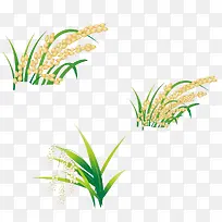 种植水稻