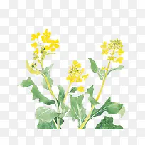 手绘水彩插画植物黄色油菜花