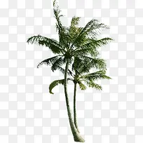 沙滩椰子树告示牌