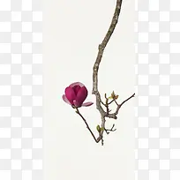 树枝含蓄害羞花朵