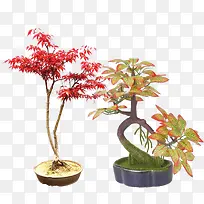 红色叶子盆栽室内装饰