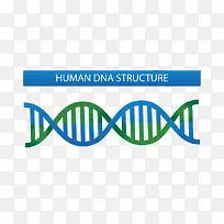 DNA结构示意图