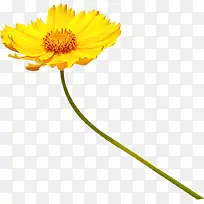 高清摄影黄色的鲜艳的菊花