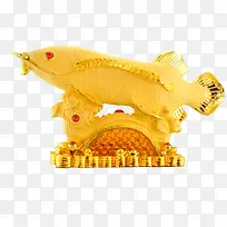 金漆金龙鱼