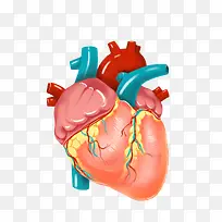 人体器官心脏免抠图