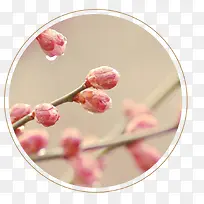 圆形梅花头像图案