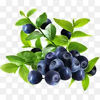春季高清蓝莓水果