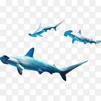 蓝色游泳鲨鱼