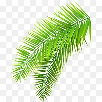 大自然绿色棕榈树树叶
