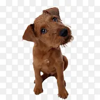 拉布拉多犬