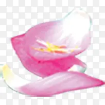 模糊花瓣美景夏季