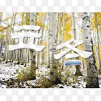 柏树林实景