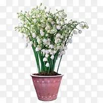 PNG一盆白色的栀子花