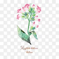 矢量烟草花