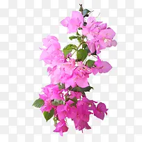 抽象鲜花花朵 粉色花